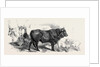 Pair of Oxen from the Royal Domain of the Val Di Chiana by Anonymous