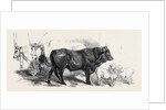 Pair of Oxen from the Royal Domain of the Val Di Chiana by Anonymous