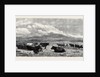 Cattle on the Sands Near Port Madoc North Wales, in Mr. Flatou's Collection by Anonymous