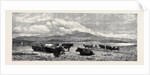 Cattle on the Sands Near Port Madoc North Wales, in Mr. Flatou's Collection by Anonymous