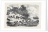 The Civil War in America: Retreat of the Federalists after the Fight at Ball's Bluff Upper Potomac Virginia by Anonymous