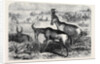 Hartebeeste Antelopes by Anonymous