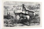 Hartebeeste Antelopes by Anonymous