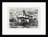 Hartebeeste Antelopes by Anonymous