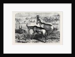 Hartebeeste Antelopes by Anonymous