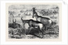 Hartebeeste Antelopes by Anonymous
