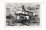 Hartebeeste Antelopes by Anonymous