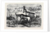 Hartebeeste Antelopes by Anonymous