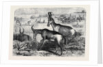 Hartebeeste Antelopes by Anonymous