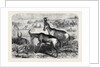 Hartebeeste Antelopes by Anonymous