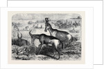 Hartebeeste Antelopes by Anonymous