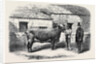 Captain Gunter's Duchess 77th First Prize Cow at the Royal Agricultural Society's Show at Leeds by Anonymous