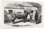 Captain Gunter's Duchess 77th First Prize Cow at the Royal Agricultural Society's Show at Leeds by Anonymous