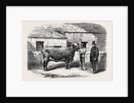 Captain Gunter's Duchess 77th First Prize Cow at the Royal Agricultural Society's Show at Leeds by Anonymous