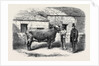 Captain Gunter's Duchess 77th First Prize Cow at the Royal Agricultural Society's Show at Leeds by Anonymous