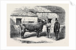 Captain Gunter's Duchess 77th First Prize Cow at the Royal Agricultural Society's Show at Leeds by Anonymous