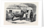 Captain Gunter's Duchess 77th First Prize Cow at the Royal Agricultural Society's Show at Leeds by Anonymous