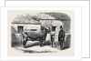 Captain Gunter's Duchess 77th First Prize Cow at the Royal Agricultural Society's Show at Leeds by Anonymous