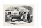 Captain Gunter's Duchess 77th First Prize Cow at the Royal Agricultural Society's Show at Leeds by Anonymous