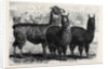 Mr. Ledger's Alpacas and Llamas at Sophienburg the Seat of Mr. Atkinson New South Wales by Anonymous