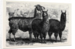 Mr. Ledger's Alpacas and Llamas at Sophienburg the Seat of Mr. Atkinson New South Wales by Anonymous