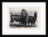 Mr. Ledger's Alpacas and Llamas at Sophienburg the Seat of Mr. Atkinson New South Wales by Anonymous