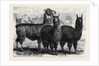 Mr. Ledger's Alpacas and Llamas at Sophienburg the Seat of Mr. Atkinson New South Wales by Anonymous