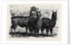 Mr. Ledger's Alpacas and Llamas at Sophienburg the Seat of Mr. Atkinson New South Wales by Anonymous