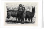 Mr. Ledger's Alpacas and Llamas at Sophienburg the Seat of Mr. Atkinson New South Wales by Anonymous