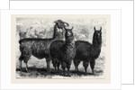 Mr. Ledger's Alpacas and Llamas at Sophienburg the Seat of Mr. Atkinson New South Wales by Anonymous