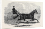 Jackey the Winner of the Late Aintree Trotting Stakes at Liverpool by Anonymous