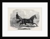 Jackey the Winner of the Late Aintree Trotting Stakes at Liverpool by Anonymous