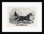 Jackey the Winner of the Late Aintree Trotting Stakes at Liverpool by Anonymous