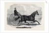 Jackey the Winner of the Late Aintree Trotting Stakes at Liverpool by Anonymous