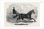 Jackey the Winner of the Late Aintree Trotting Stakes at Liverpool by Anonymous