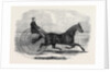Jackey the Winner of the Late Aintree Trotting Stakes at Liverpool by Anonymous