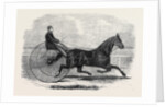 Jackey the Winner of the Late Aintree Trotting Stakes at Liverpool by Anonymous