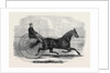 Jackey the Winner of the Late Aintree Trotting Stakes at Liverpool by Anonymous
