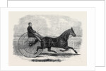 Jackey the Winner of the Late Aintree Trotting Stakes at Liverpool by Anonymous