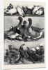 Prize Poultry and Pigeons at the Birmingham Exhibition by Anonymous