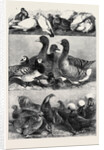 Prize Poultry and Pigeons at the Birmingham Exhibition by Anonymous