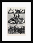 Prize Poultry and Pigeons at the Birmingham Exhibition by Anonymous