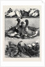 Prize Poultry and Pigeons at the Birmingham Exhibition by Anonymous
