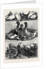Prize Poultry and Pigeons at the Birmingham Exhibition by Anonymous