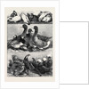 Prize Poultry and Pigeons at the Birmingham Exhibition by Anonymous