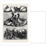 Prize Poultry and Pigeons at the Birmingham Exhibition by Anonymous