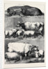 Prize Cattle at the Smithfield Club Cattle Show by Anonymous