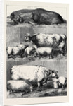Prize Cattle at the Smithfield Club Cattle Show by Anonymous