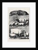 Prize Cattle at the Smithfield Club Cattle Show by Anonymous