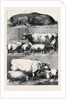 Prize Cattle at the Smithfield Club Cattle Show by Anonymous